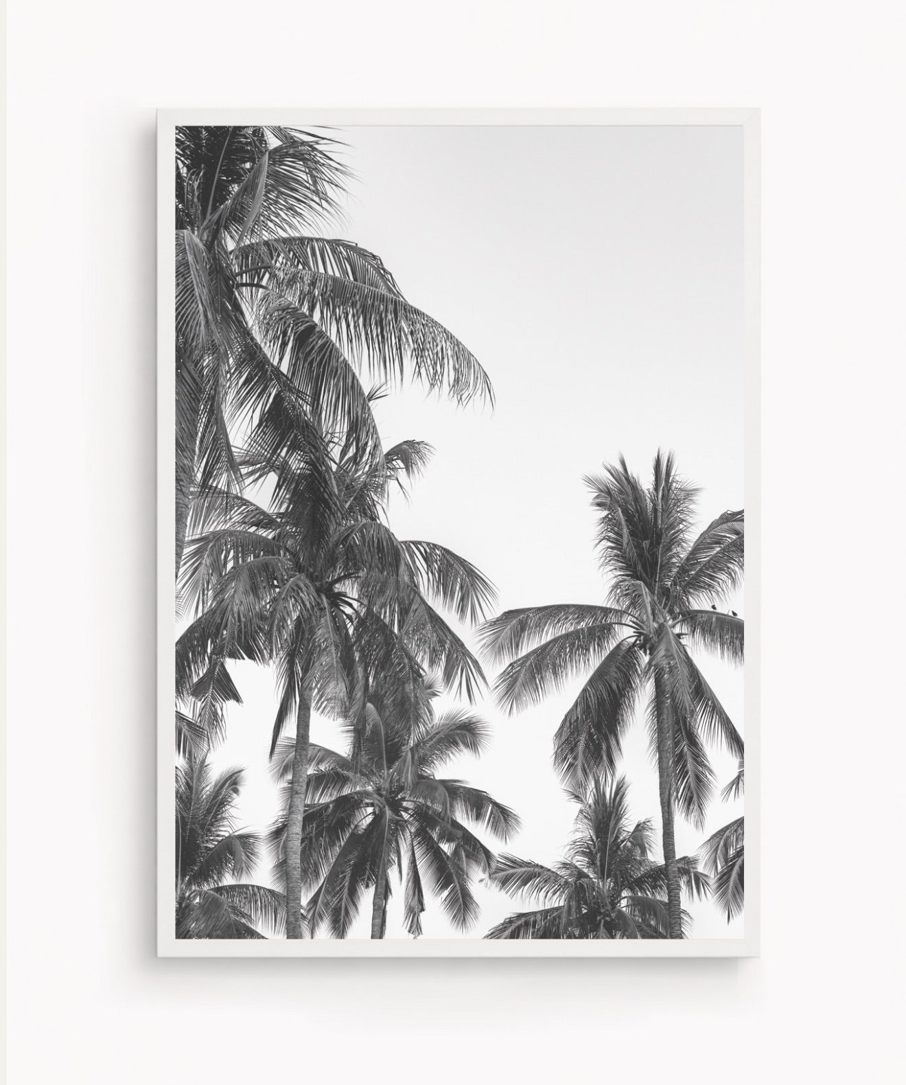 Palm Trees ByN