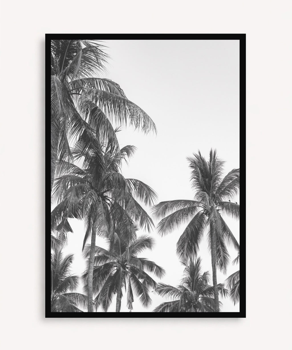 Palm Trees ByN