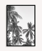 Palm Trees ByN