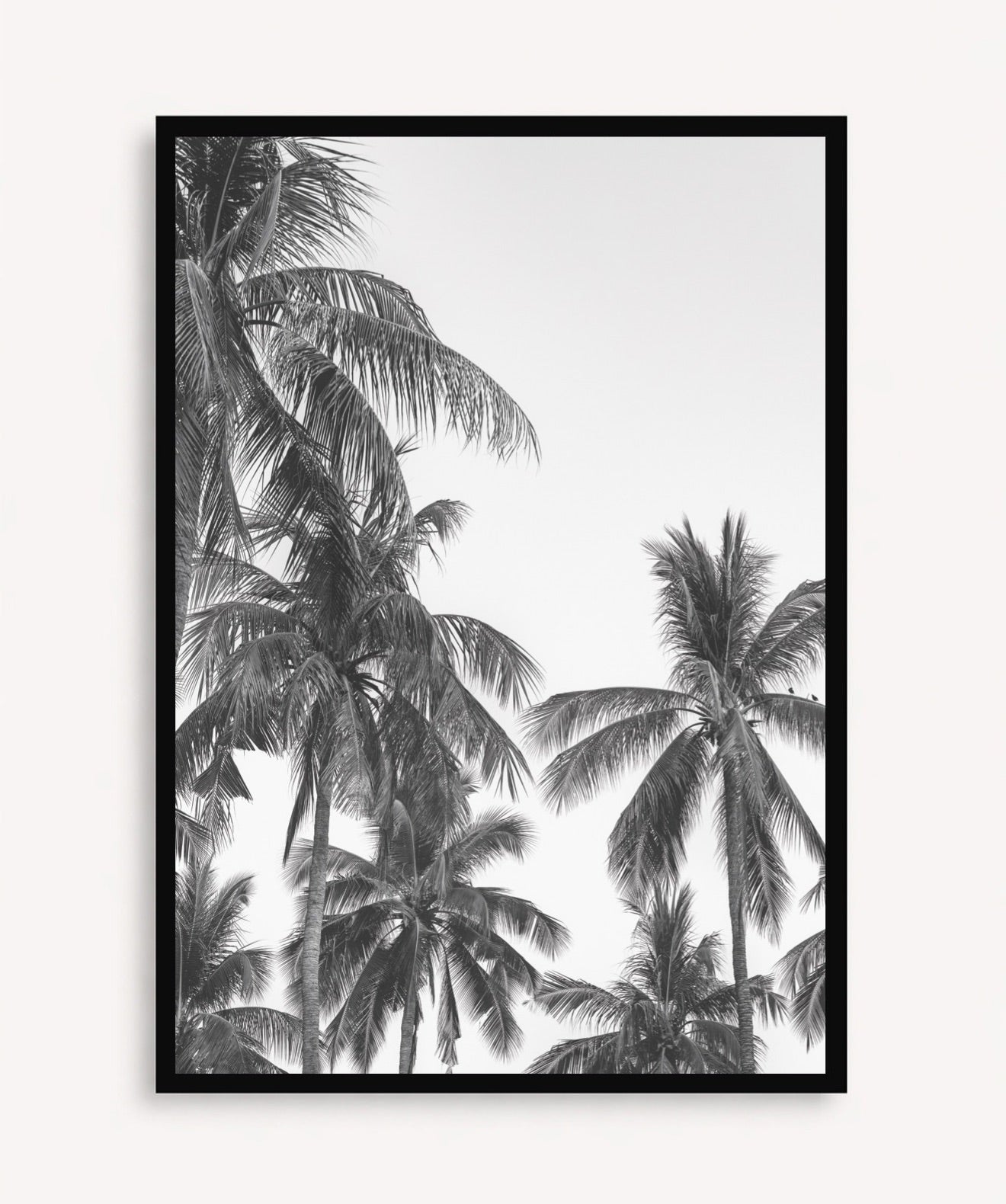 Palm Trees ByN