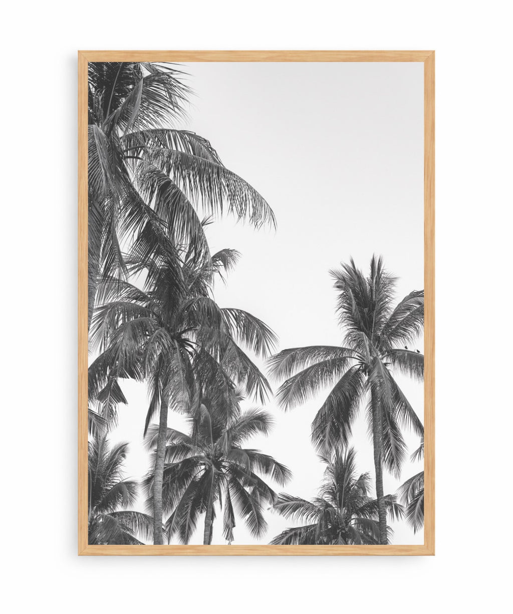 Palm Trees ByN