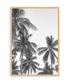 Palm Trees ByN