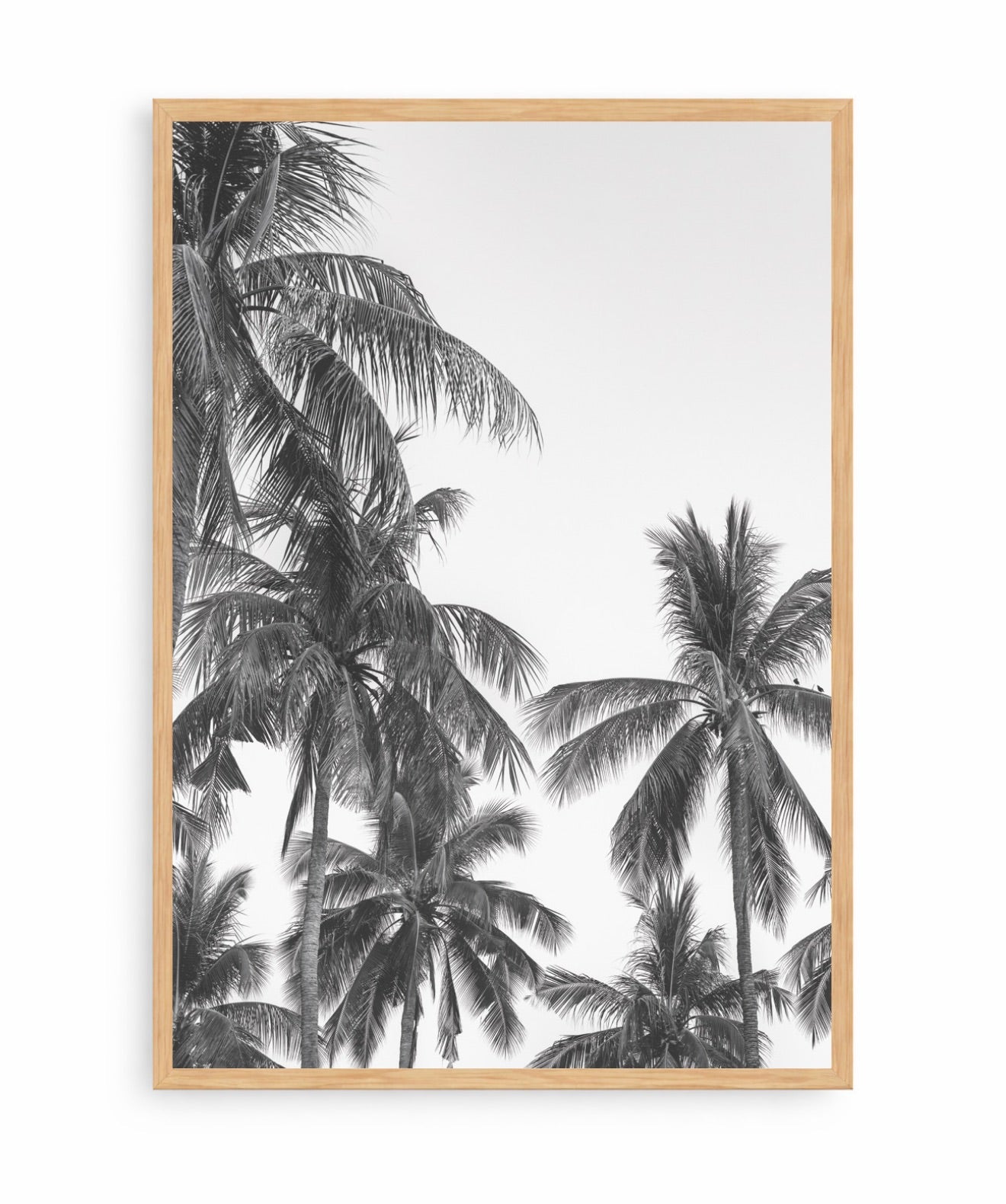 Palm Trees ByN
