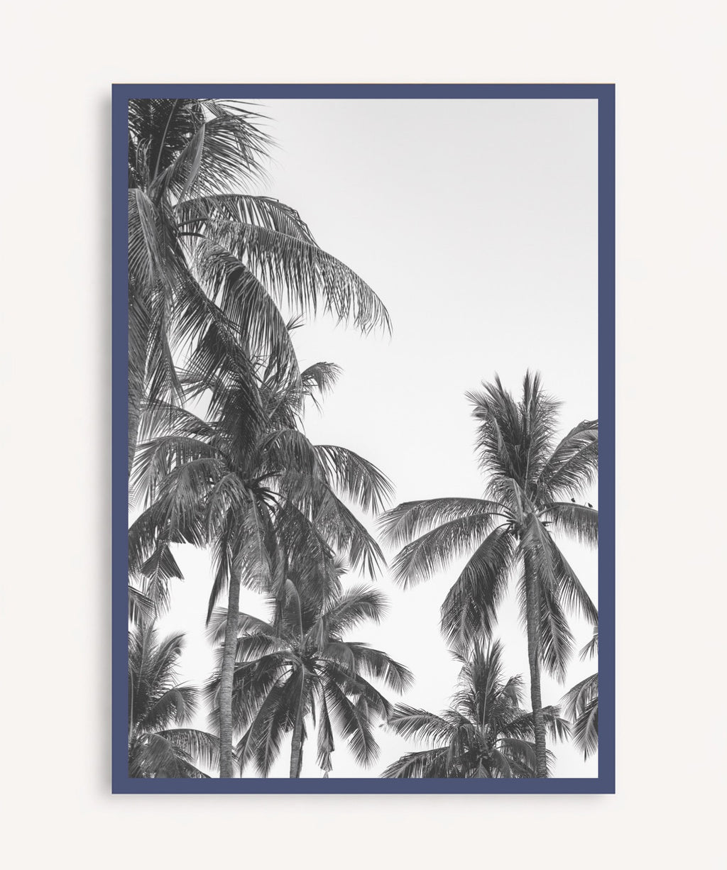 Palm Trees ByN