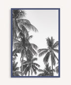 Palm Trees ByN