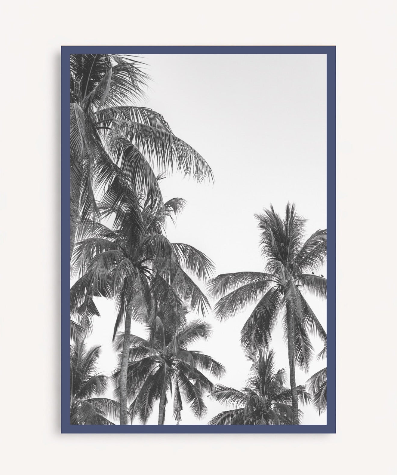 Palm Trees ByN