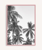 Palm Trees ByN