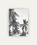 Palm Trees ByN