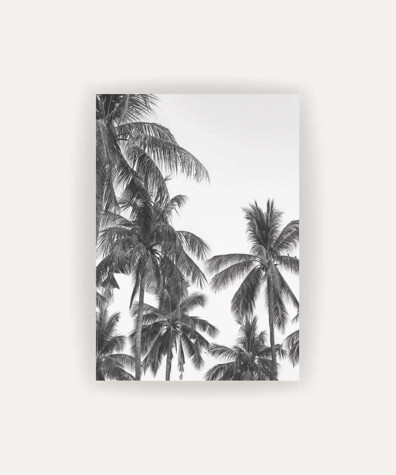 Palm Trees ByN