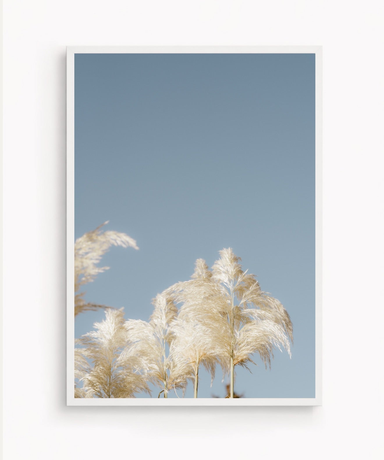 Pampas Blancas