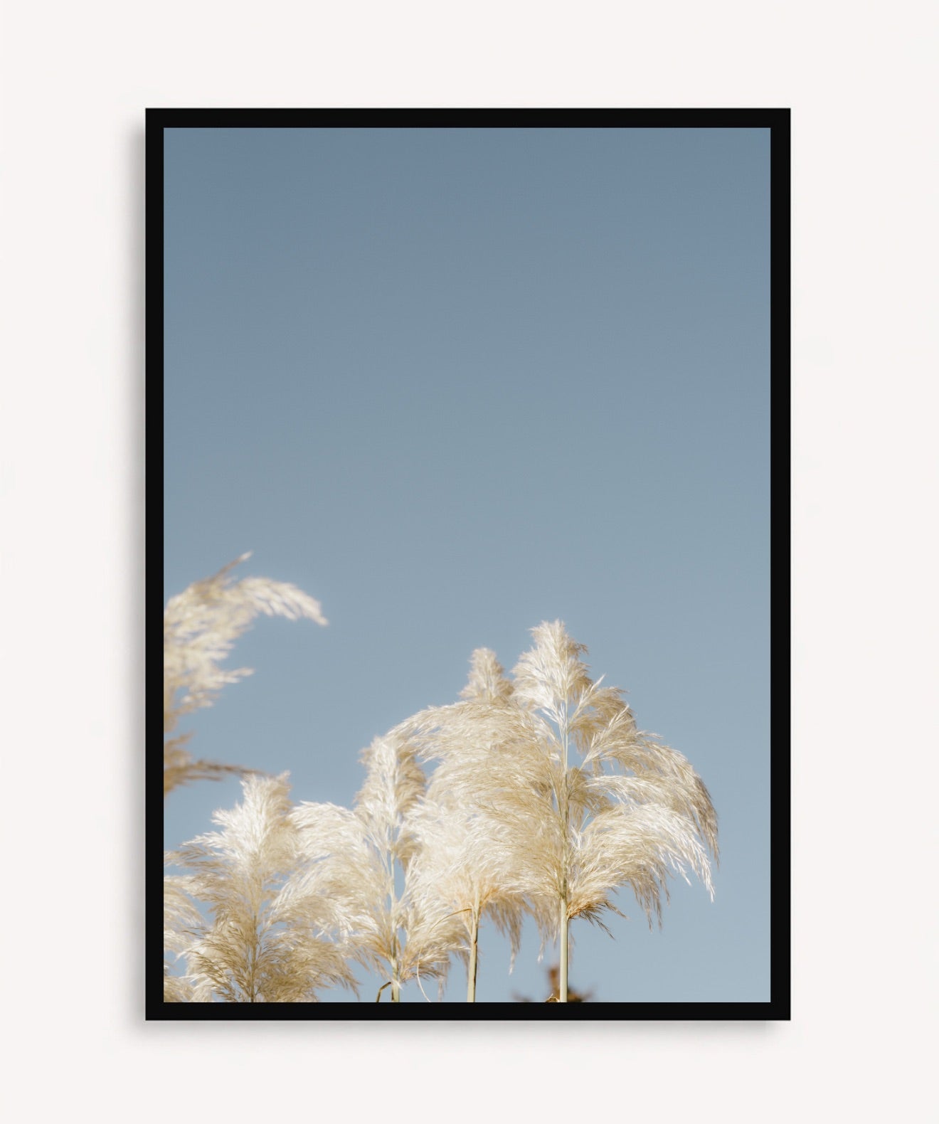 Pampas Blancas