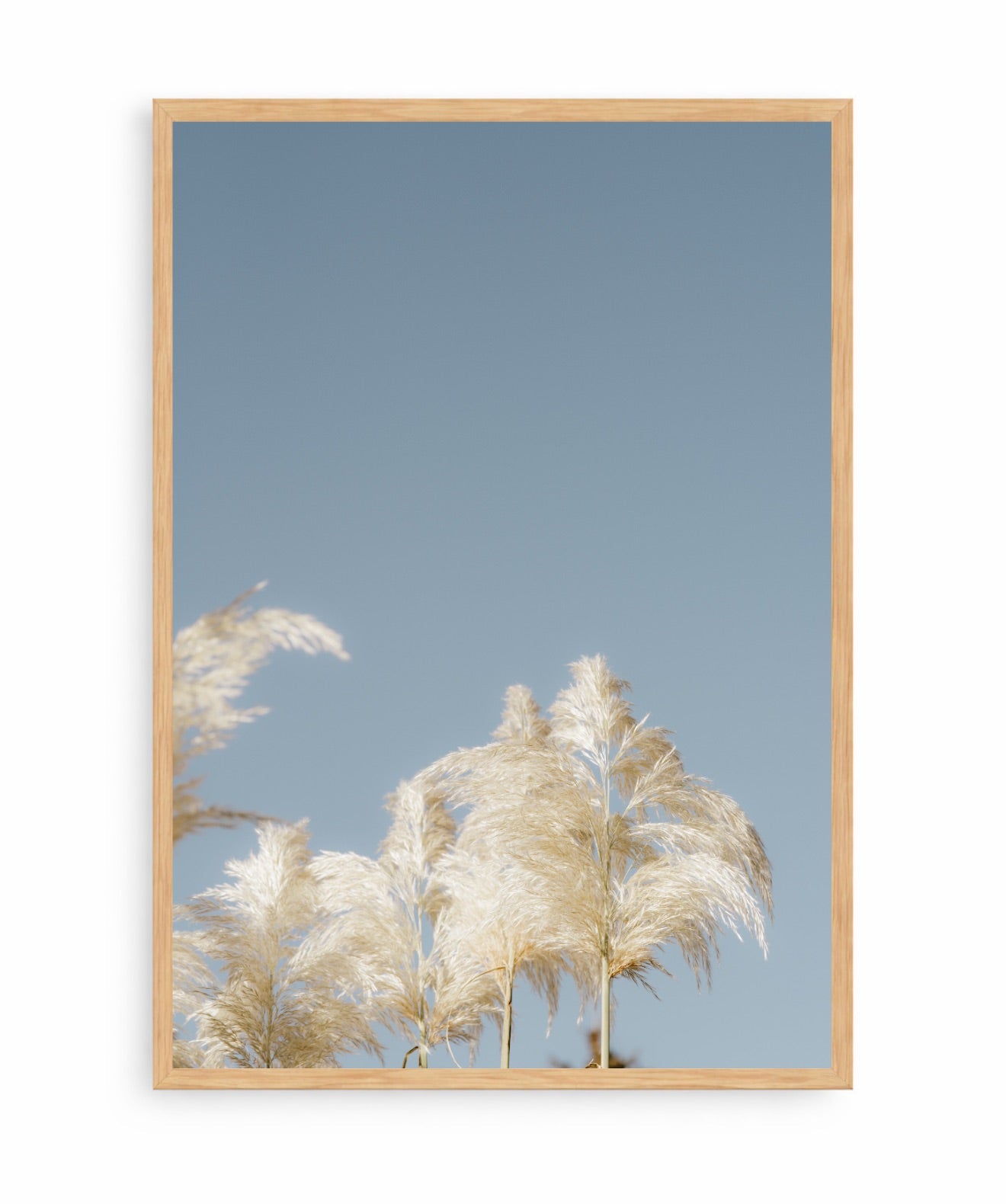 Pampas Blancas