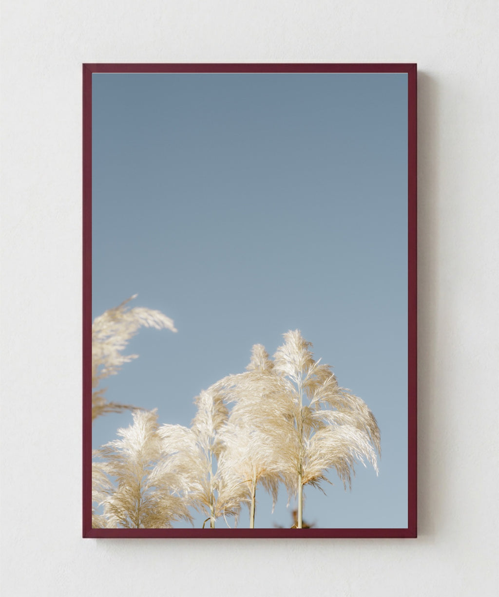 Pampas Blancas
