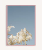Pampas Blancas