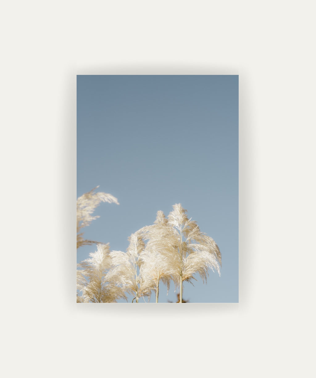 Pampas Blancas