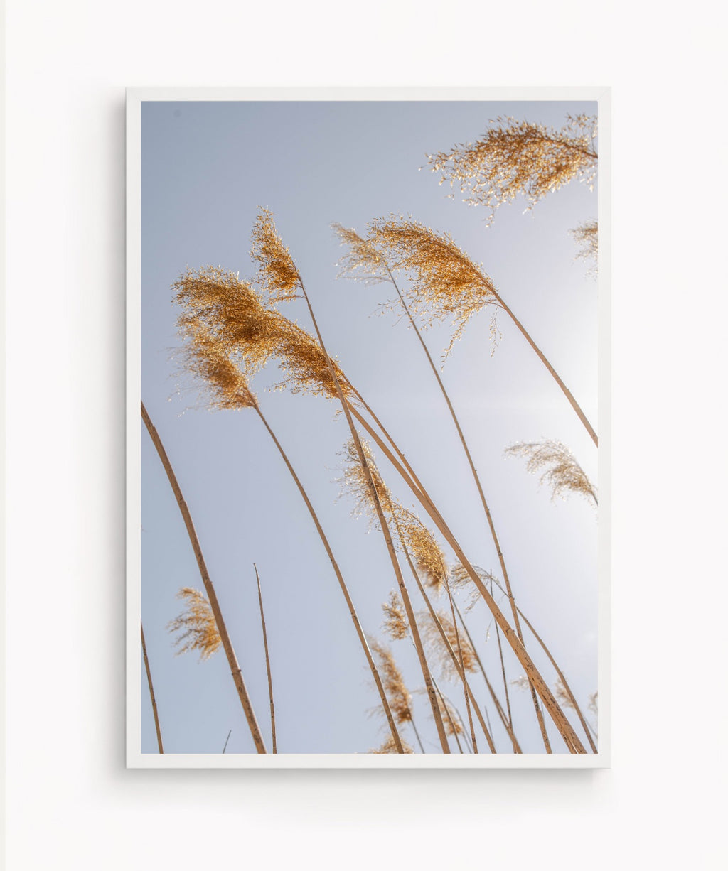 Pampas al Viento
