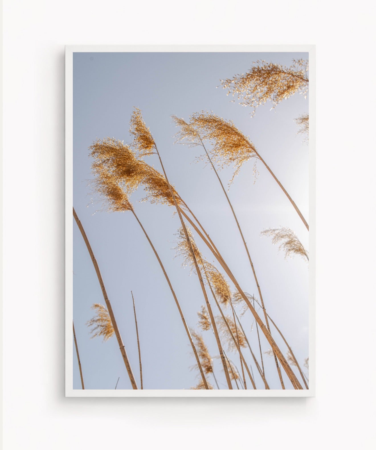 Pampas al Viento