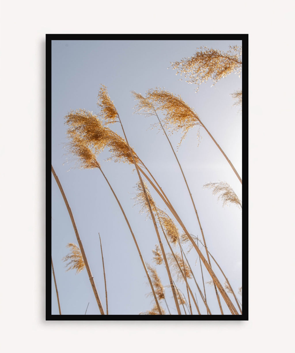 Pampas al Viento