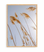 Pampas al Viento