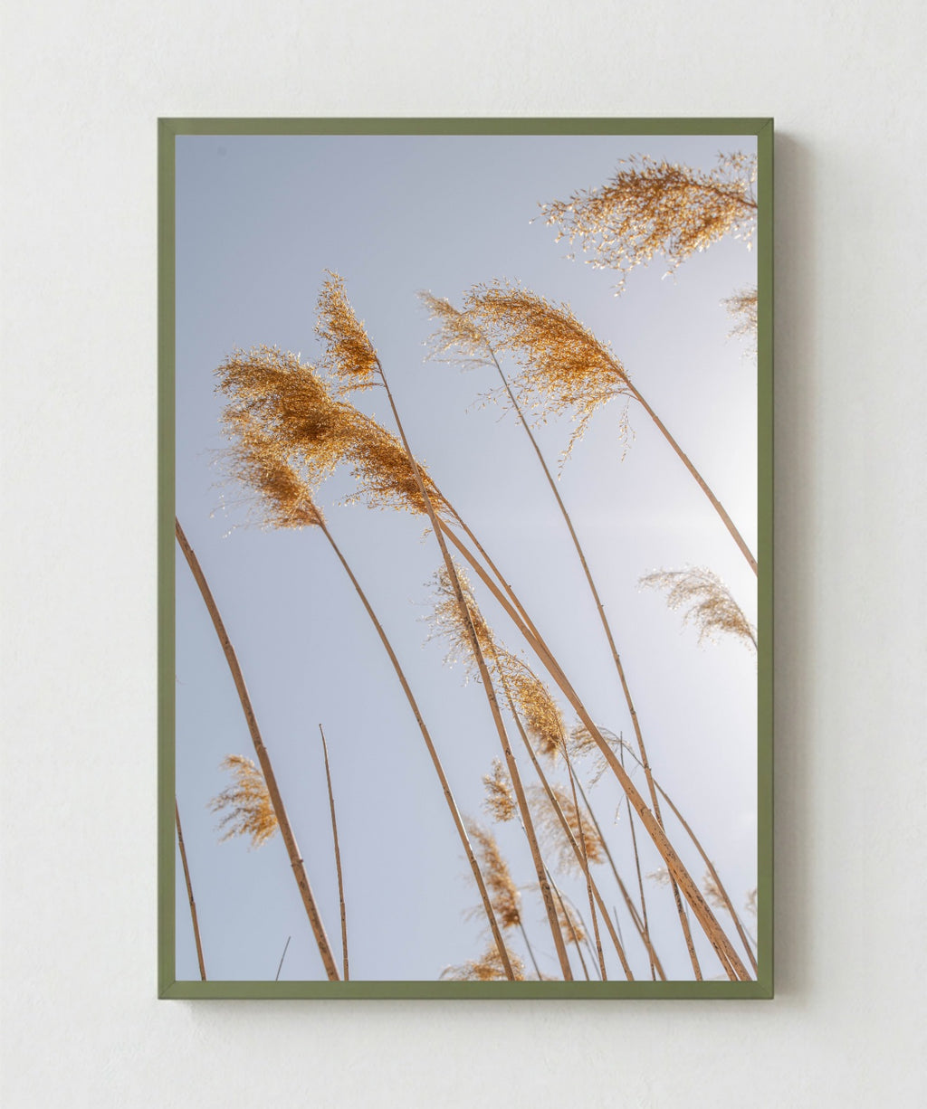 Pampas al Viento