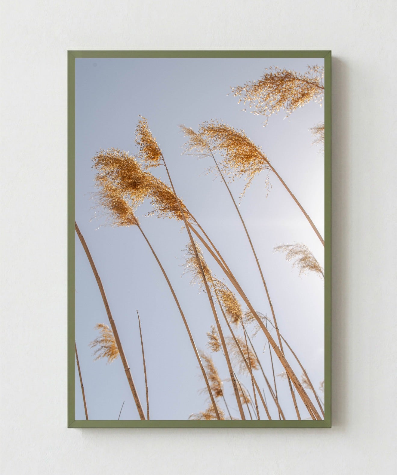 Pampas al Viento