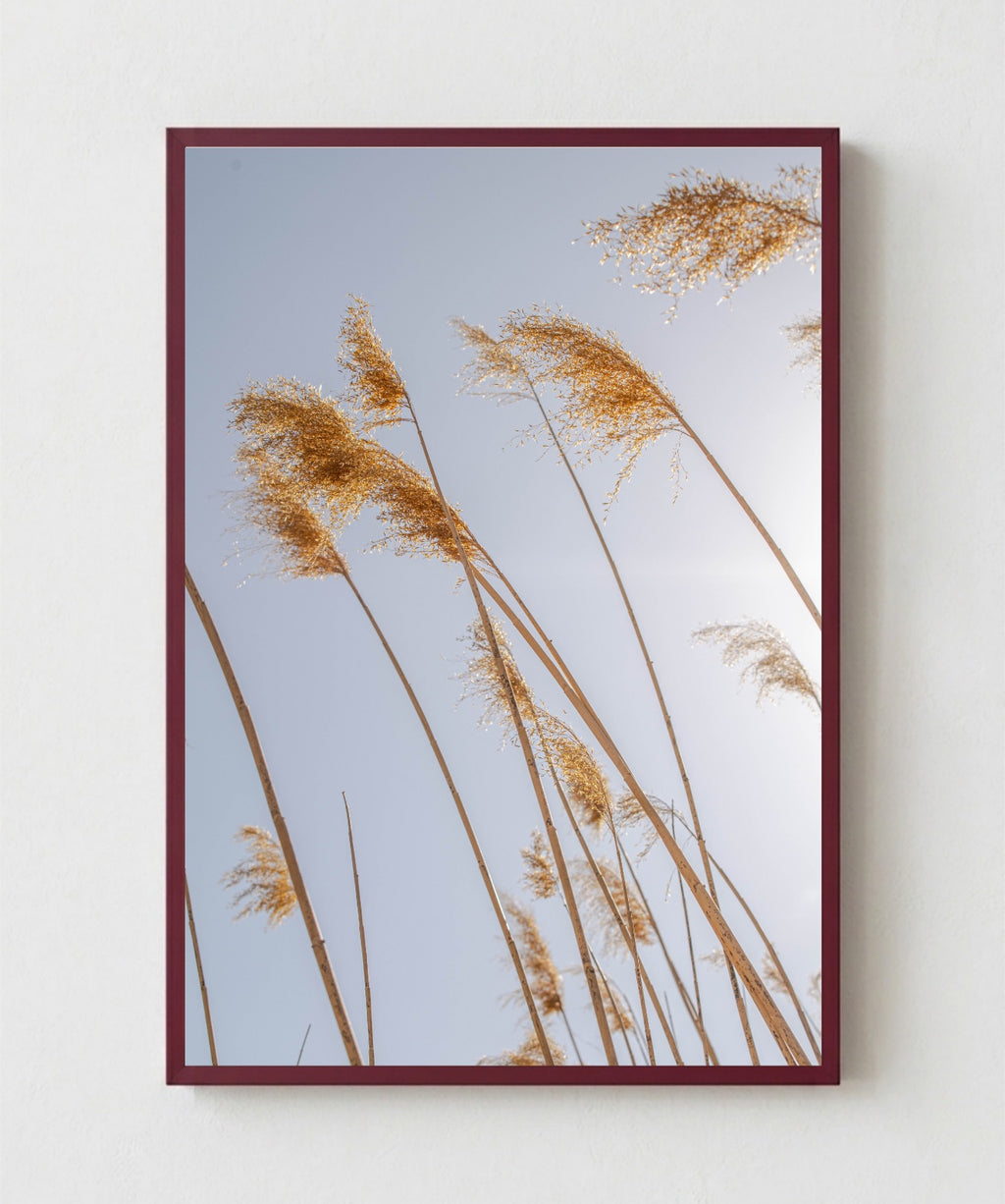 Pampas al Viento