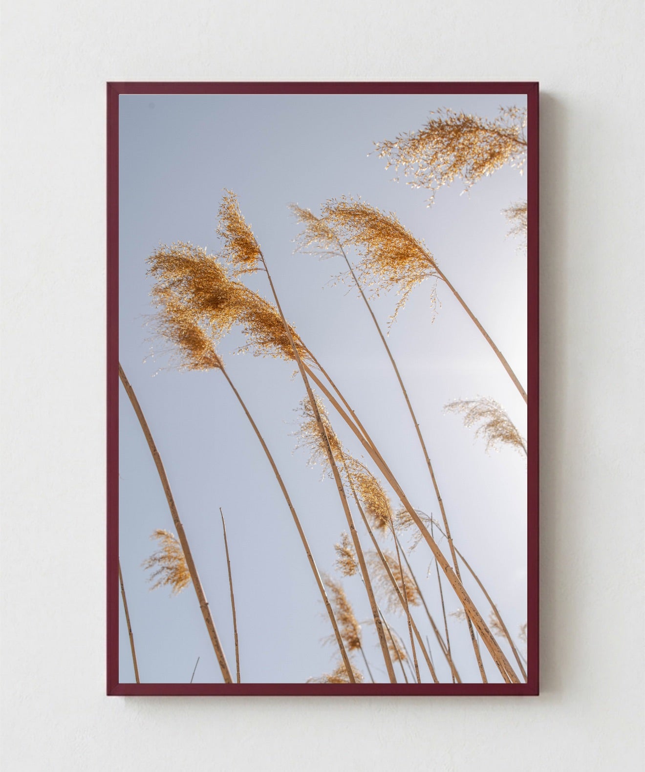 Pampas al Viento