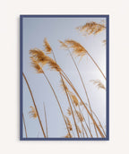 Pampas al Viento