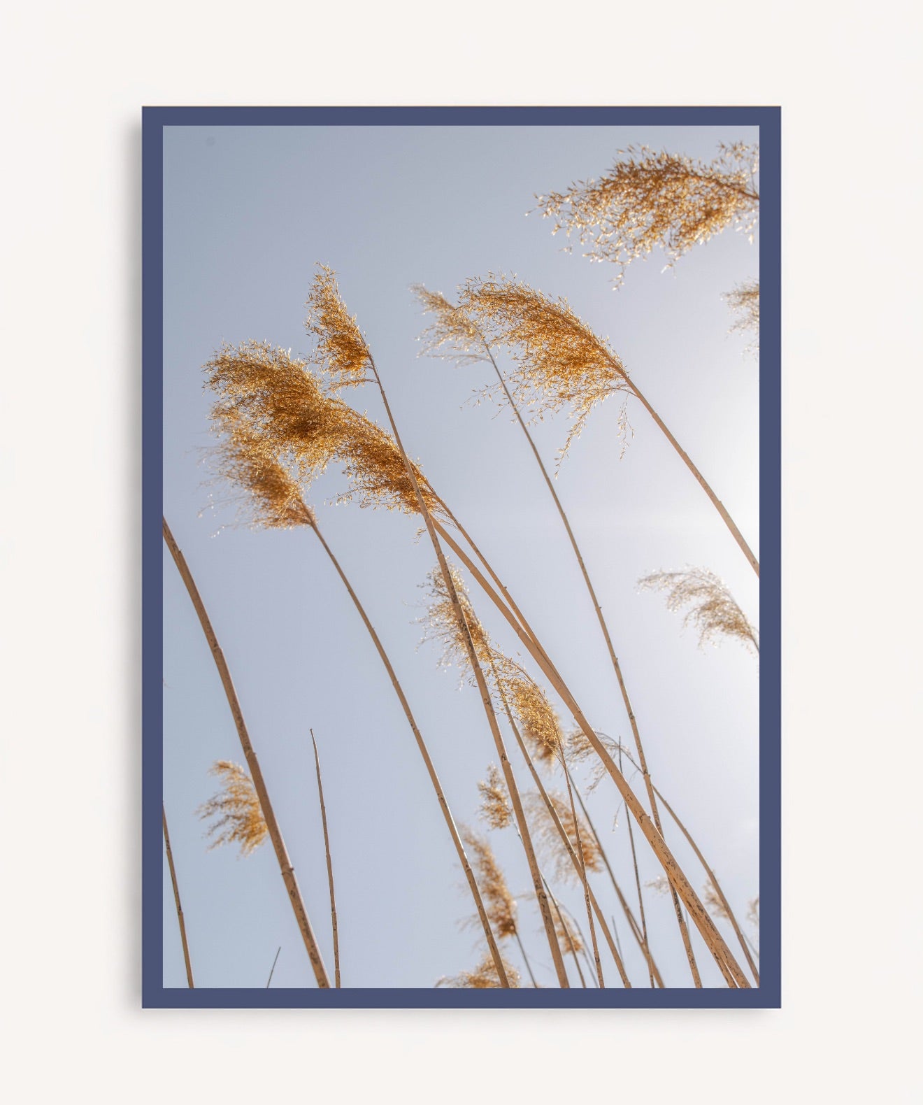 Pampas al Viento