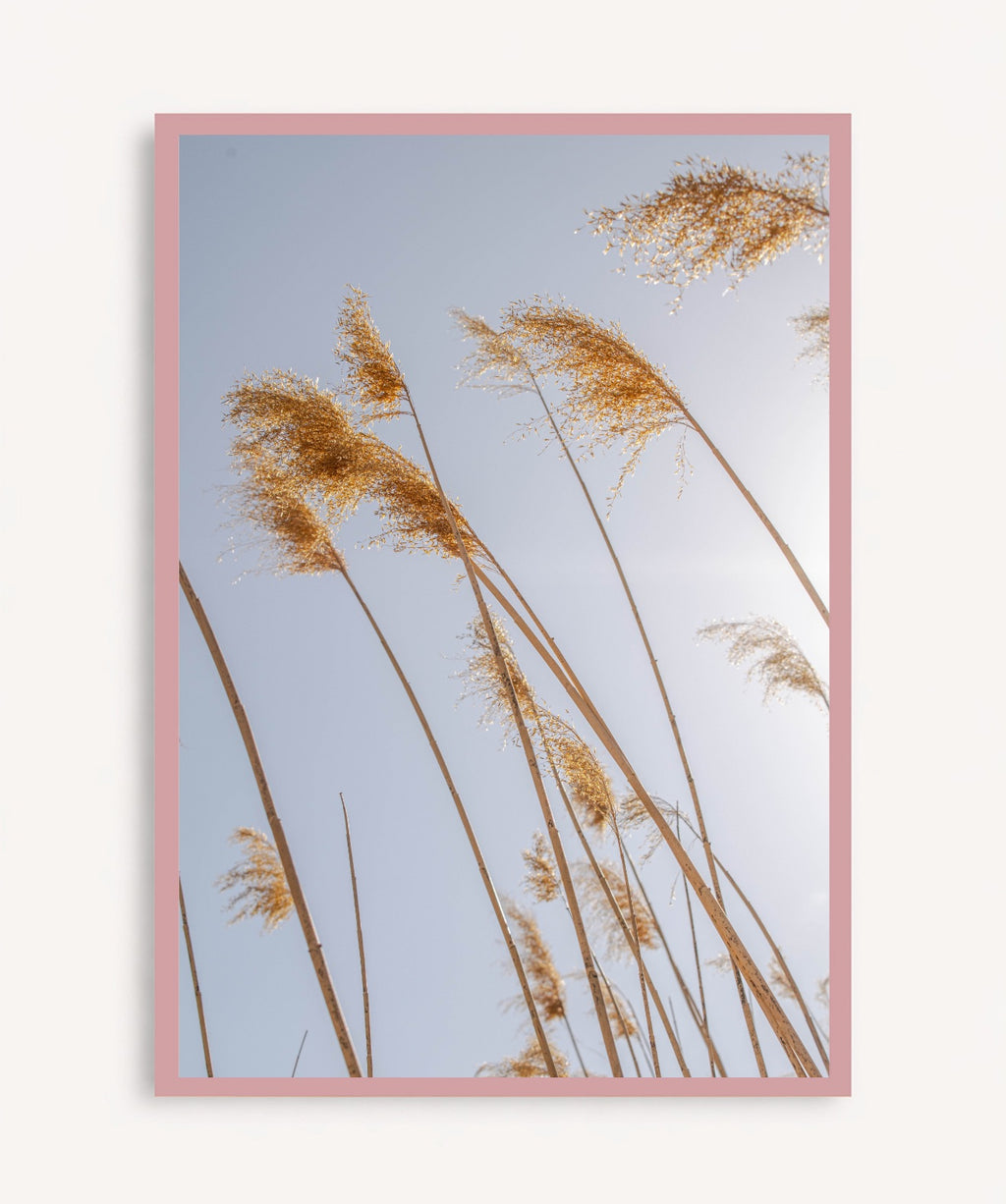 Pampas al Viento