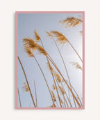 Pampas al Viento