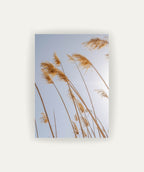 Pampas al Viento