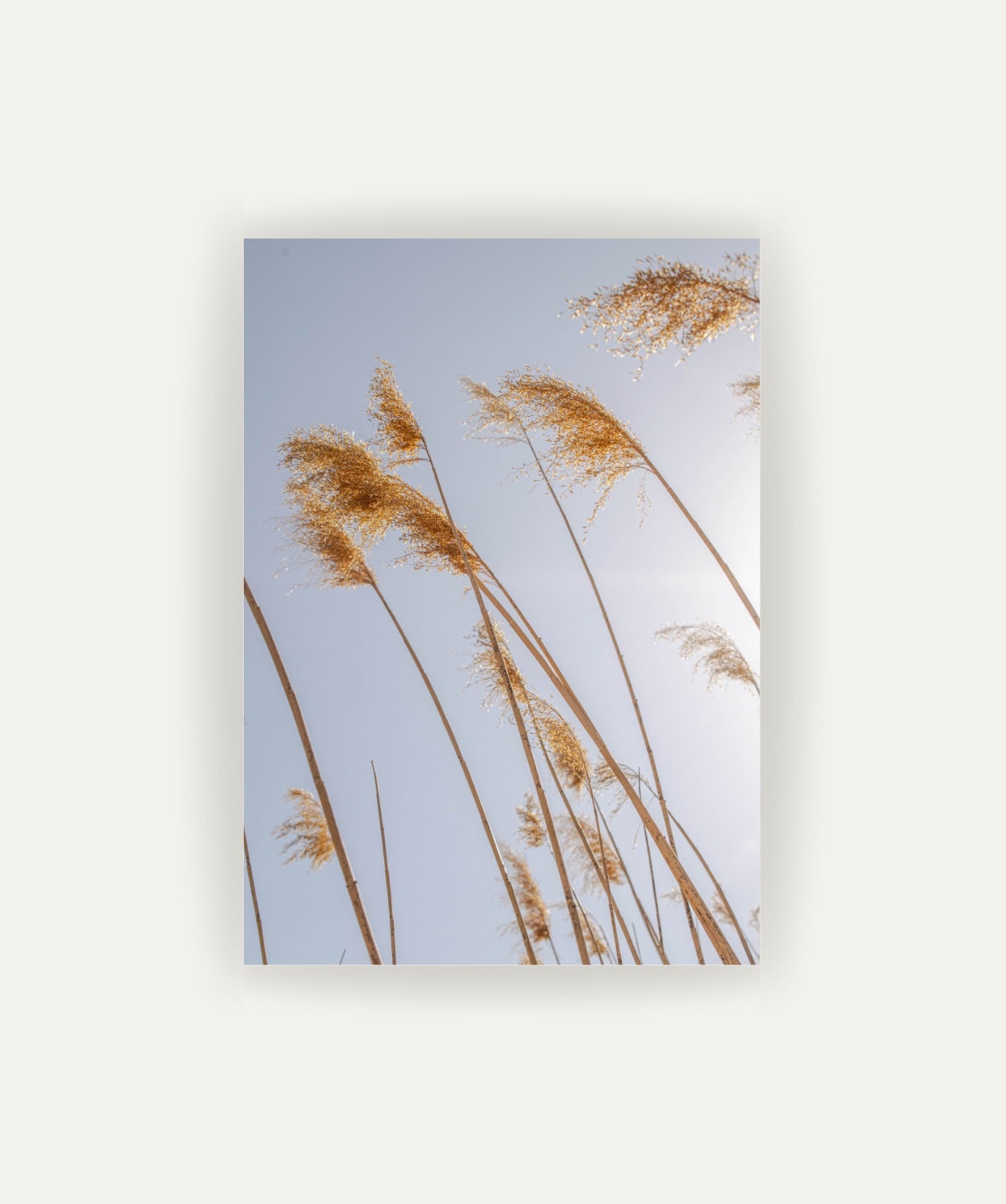 Pampas al Viento