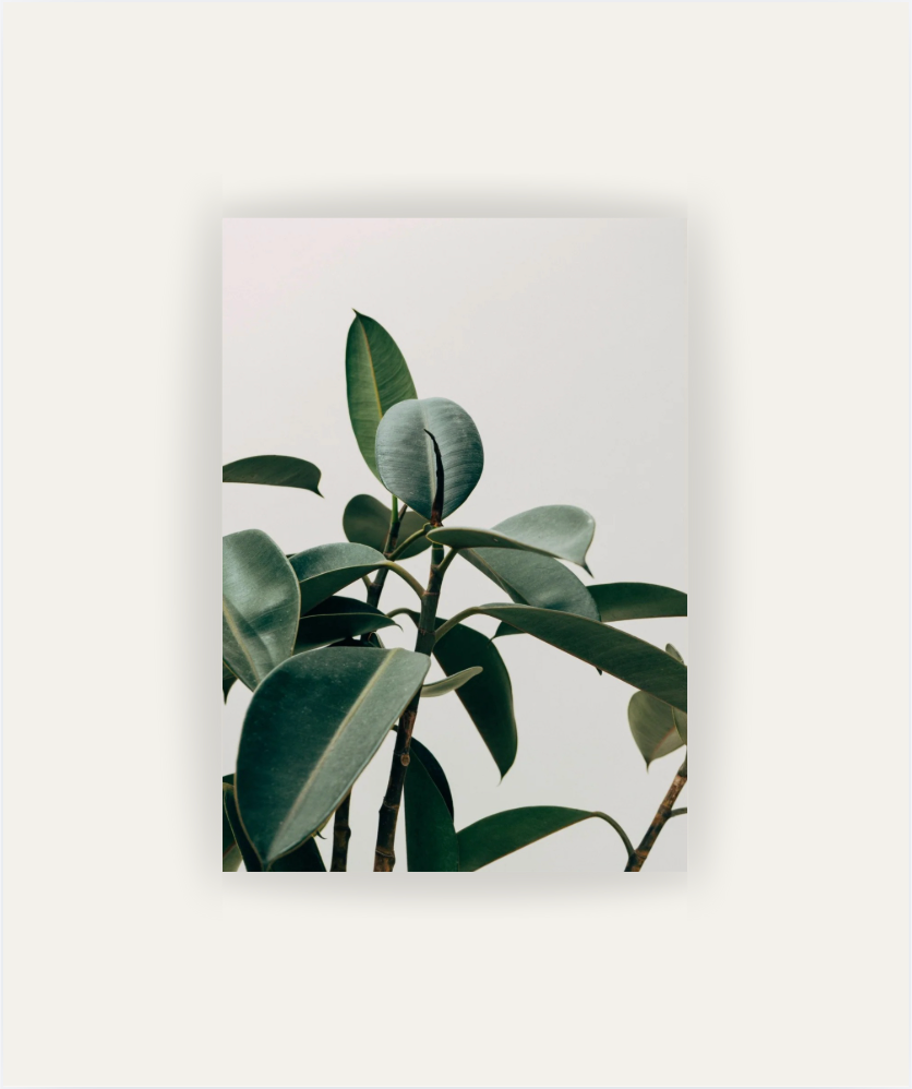 Silent Plant