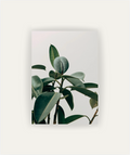 Silent Plant
