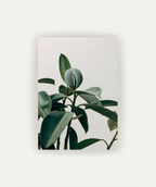 Silent Plant