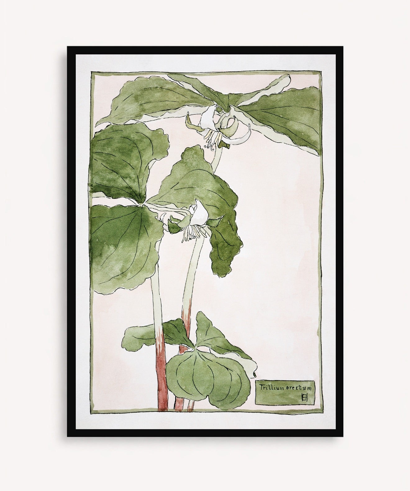 Cuadro Trillium Erectum