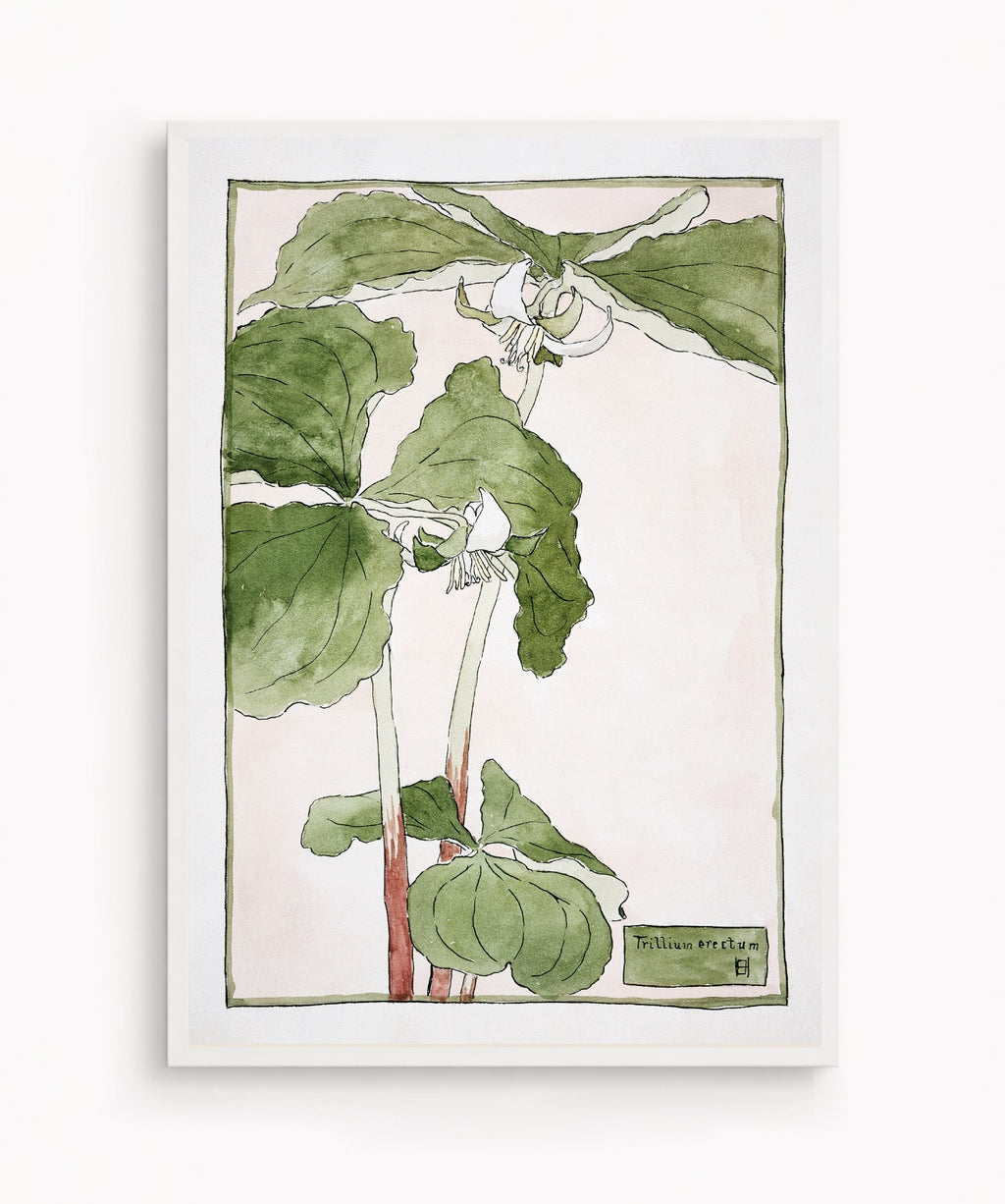 Cuadro Trillium Erectum