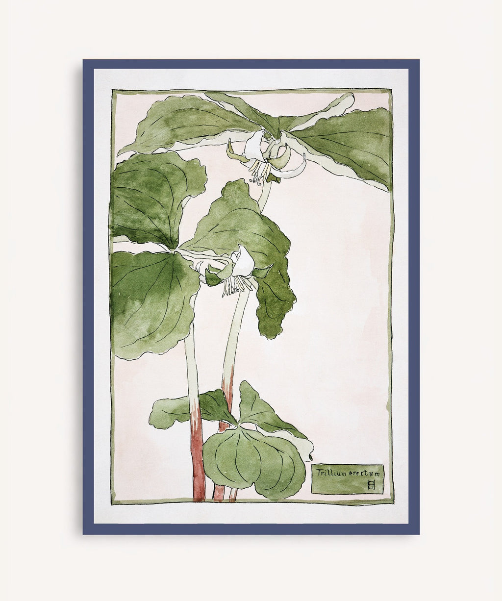 Cuadro Trillium Erectum