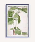 Cuadro Trillium Erectum