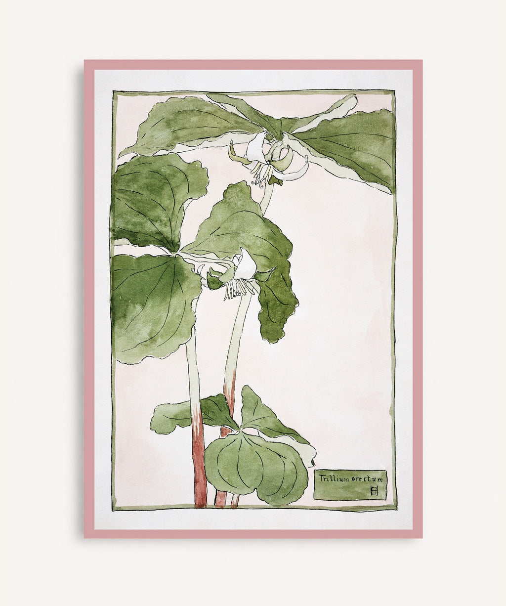 Cuadro Trillium Erectum