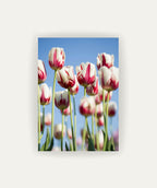 Tulipanes Bicolor